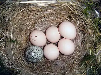 In brood parasitism, the host raises the young of another species: here a cowbird's egg in an Eastern phoebe's nest.