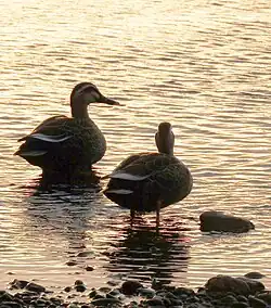 A pair of eastern spot-billed ducks in the river