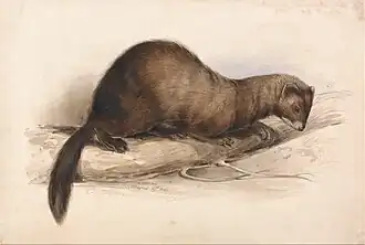 A Weasel