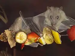 A yellowish-gray megabat sits atop a skewer of fruit slices, including banana and apple.