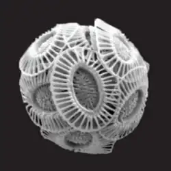 The ubiquitous Emiliania huxleyi