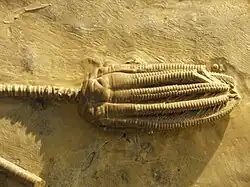 Encrinus liliiformis (Encrinida)