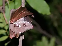 Brown bat