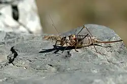 Ephippiger terrestris