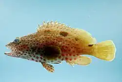 Epinephelus adscensionis from the Gulf of Mexico