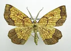 Male of Epione vespertaria. Mounted specimen