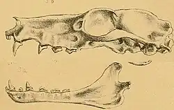 Drawing of bat skull