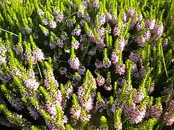 Cornish heath