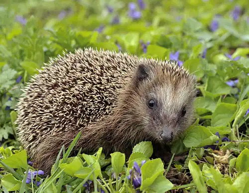 Young european hedgehog