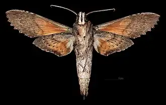 Erinnyis crameri ♂ △