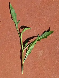 Leaves