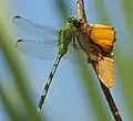 male eating Julia butterfly Dryas iulia