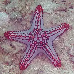 Red-knobbed starfish