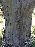 trunk bark