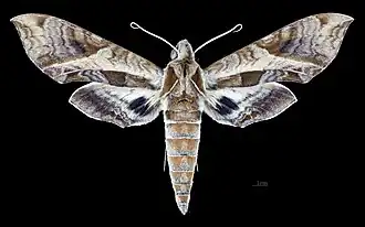 Eumorpha megaeacus Female dorsal