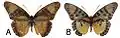 E. c. cyparissa female dorsal (a); ventral (b)