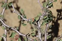 Cyanthia growing out of axils, with the foliage and characteristic gnarled gray stems