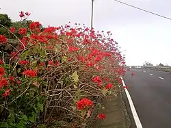A hedge of poinsettias, about five feet tall, leaning over onto a street. There are few leaves, appearing bare, and many red flowers on long and twisting wood stalks.