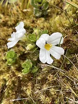 Two flowers in bloom over some moss, one turned towards the viewer, with white pedicels (petals) and yellow inside