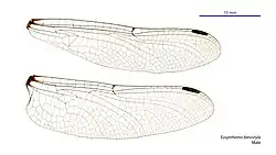 Male wings