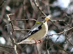 Female in winter, Gatineau Park, Quebec, Canada