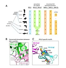 This figure is a summary of the results by Kondo et al. 2025. Front Immunol 16:1573492. (A) Presence of PD-1, its ligands PD-L1 and PD-L2, and the phosphatases SHP-1, SHP-2, and SHP-2-like (SHP-2L) in representative jawed vertebrates, including sharks, ray-finned fish, amphibians, and mammals. In fish, the ancestral version of PD-L1/PD-L2 is referred to as “PD-L1.” (B) Conserved molecular interactions between PD-1 and PD-L1 (PDB accession 4ZQK): Human PD-1 residues Y68 and K78 form hydrogen bonds with PD-L1 residues F19 and D122, interactions that are conserved across species and also apply to PD-L2. (C) Unique residues in the PD-L2 IgC domain (carbon atoms in yellow) distinguish it from PD-L1 (PDB accession 3BP5). Notably, residues N189 and S191 form an N-glycosylation site, and residue L150, together with aromatic residues at positions 166 and 174, forms a unique surface structure with currently unknown function.