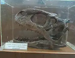 Profile picture of the skull with the left side visible