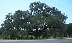 Historic oak near the St. Johns River