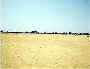 Seemingly treeless fields may contain seeds and living tree stumps and roots which have the ability to sprout new stems and regenerate trees. Even this 'bare' millet field in West Africa contains hundreds of living stumps per hectare which are buried beneath the surface like an underground forest.