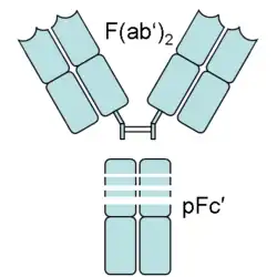 An antibody digested by pepsin yields two fragments: a F(ab')2 fragment and a pFc' fragment