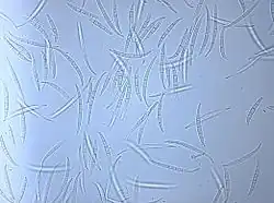 Macroconidia of "Gibberella avenacea"