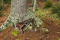 A fairy house in the Coastal Maine Botanical Garden