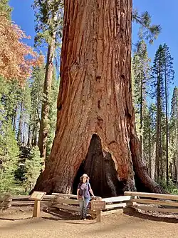 Sequoia known as the "Faithful Couple Tree" located in Mariposa Grove, Yosemite National Park - June 2022