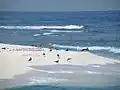 Seagulls in Farasan Islands’ Beaches