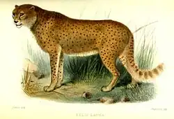 Illustration of the woolly cheetah (Felis lanea) published in the Proceedings of the Zoological Society of London in 1877