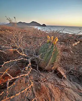 Plant growing near La Paz, Baja California Sur