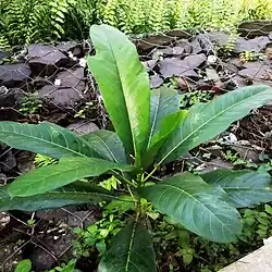 Juvenile foliage with lobed blades