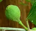 Fig in leaf axil