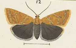 Female variety