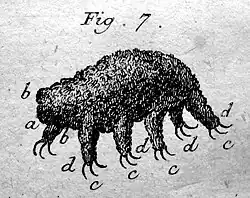 The first drawing of a tardigrade, by Johann August Ephraim Goeze, 1773