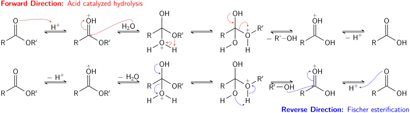 The acid-catalyzed hydrolysis of an ester and Fischer esterification correspond to two directions of an equilibrium process.