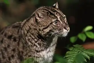Fishing cat