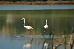 Greater flamingos in the park
