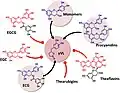 Flavan-3-ol precursors of the microbial metabolite 5-(3′/4′-dihydroxyphenyl)-γ-valerolactone (γVL). Only compounds with intact (epi)catechin moiety result in the formation of γVL by the intestinal microbiome. ECG, (−)-epicatechin-3-O-gallate; EGCG, Epigallocatechin gallate; EGC, Epigallocatechin.[17]