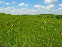 Black eyed Susan flowers among a rolling expanse of grass