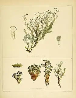 Stereocaulon ramulosum and Cenomyce aggregata
