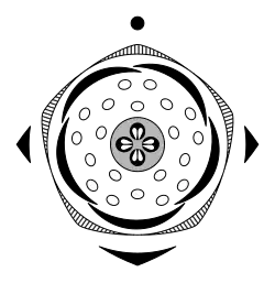 Floral diagram of Pyrus communis
