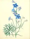 Delphinum grandiflorum
