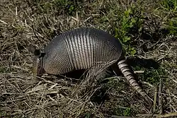 Brown armadillo