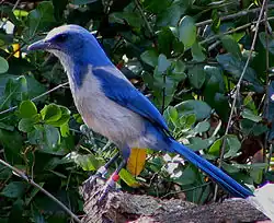 Image 17The Florida scrub jay is found only in Florida (from Geography of Florida)